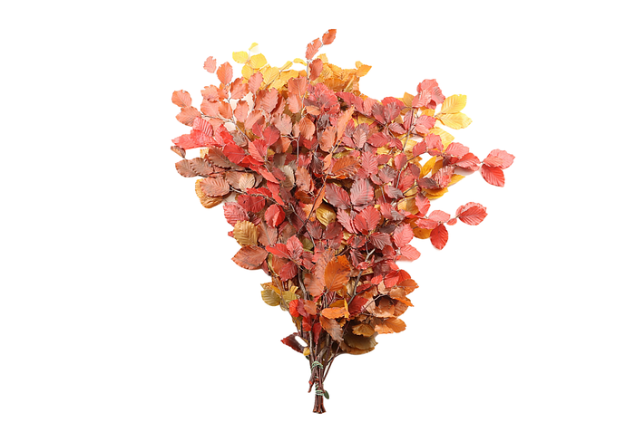 <h4>Beuk Klb Autumn Preserved GF</h4>