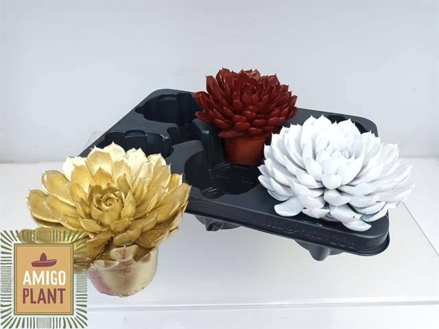 <h4>ECHEV SUMMER</h4>