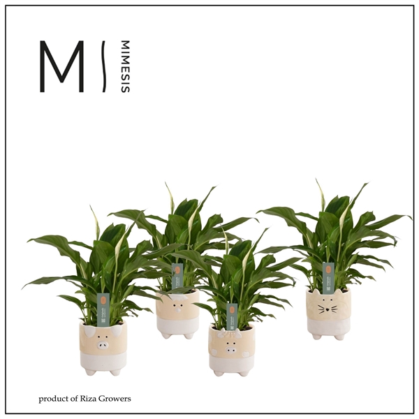 <h4>Spathiphyllum 'Chopin'</h4>