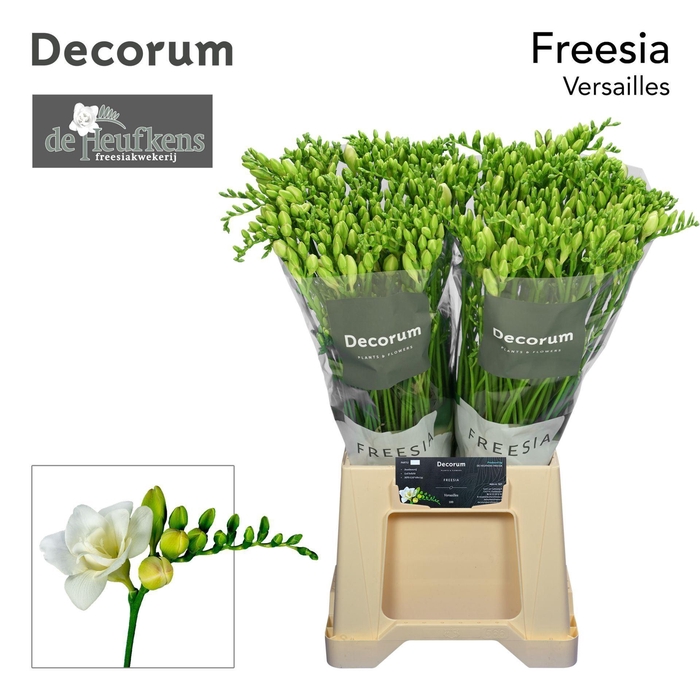 <h4>Freesia DU 'Versailles'</h4>