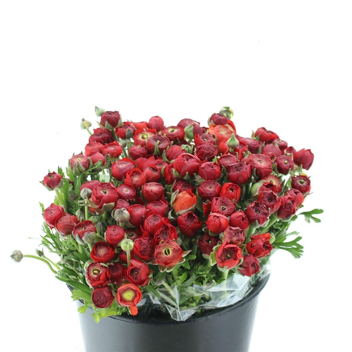 <h4>Ran El Sr Red Prima</h4>