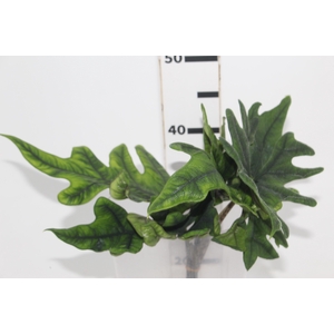 FOLHAGEM ALOCASIA JACKLYN 040 CM