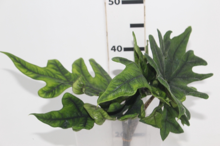 <h4>FOLHAGEM ALOCASIA JACKLYN 040 CM</h4>