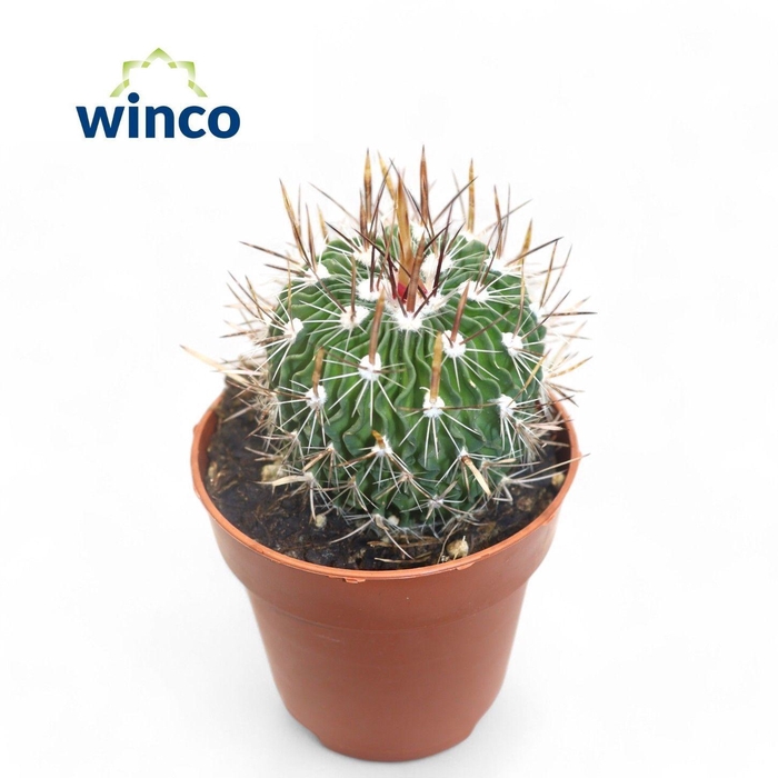 CACTUS OV