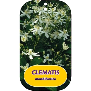 Clematis mandschurica
