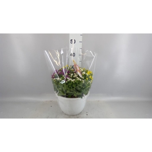 Chrysanthemum  'Skyfall'  ..mix