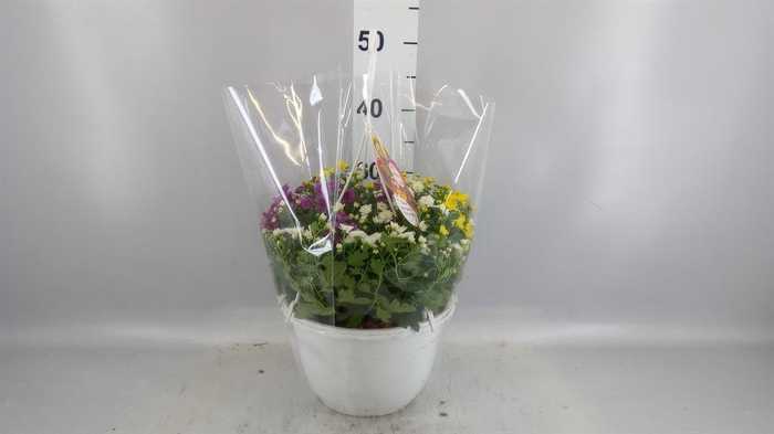 Chrysanthemum  'Skyfall'  ..mix