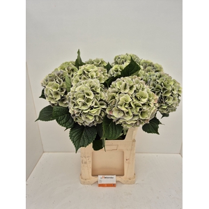 Hydr SUPER RoyalLoveClassic GREEN (GROWER DIRECT)