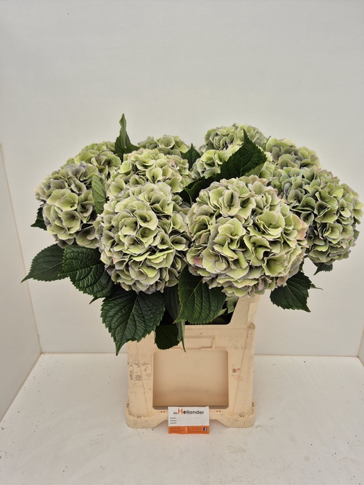 <h4>Hydr SUPER RoyalLoveClassic GREEN (GROWER DIRECT)</h4>
