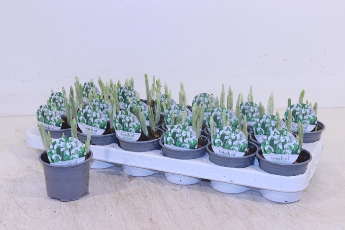 <h4>GALANTHUS HIPPOLYTA</h4>