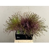 ALLIUM SHUBERTTI