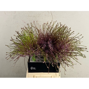ALLIUM SHUBERTTI