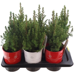Picea Glauca December Zink Red White