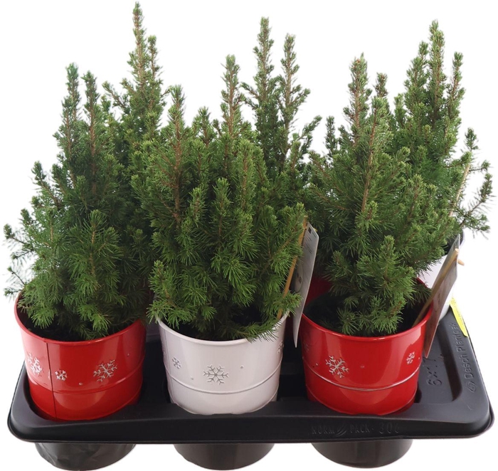 <h4>Picea Glauca December Zink Red White</h4>