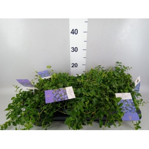 Vinca minor