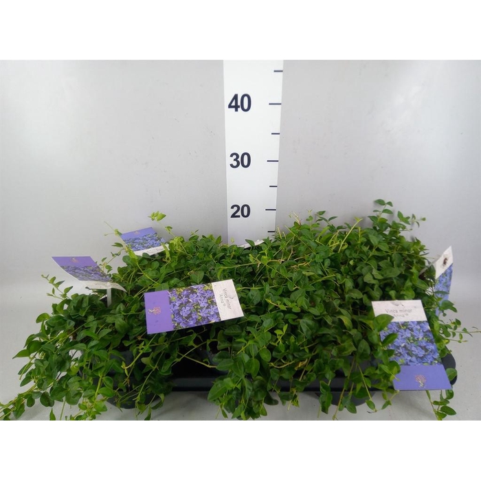 <h4>Vinca minor</h4>