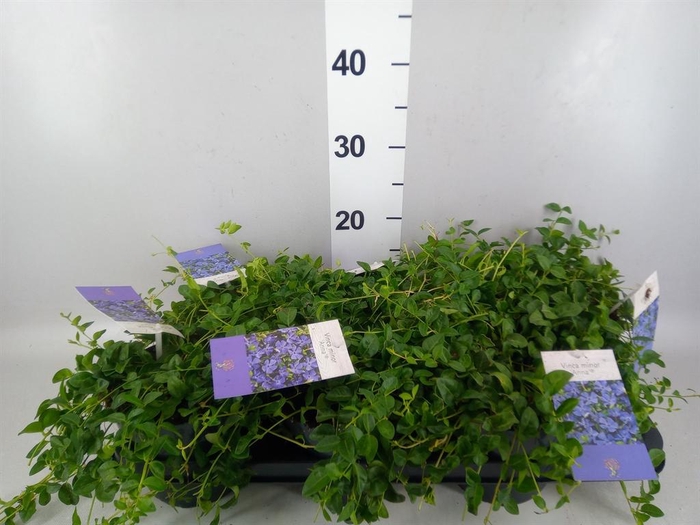 Vinca minor