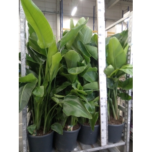 Strelitzia nicolai
