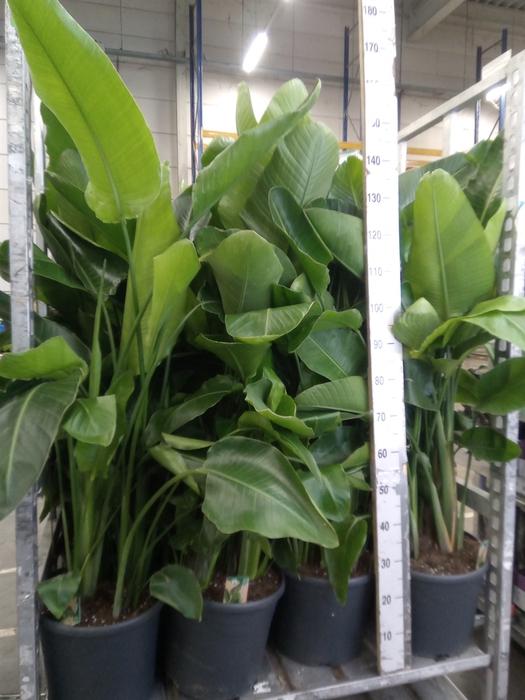 <h4>Strelitzia nicolai</h4>
