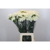 Dianthus St Rodas Creme