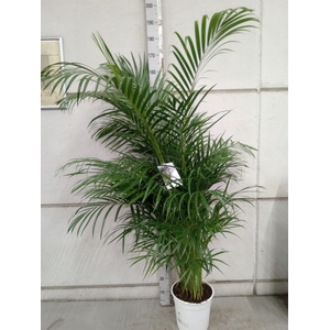 Dypsis lutescens   ...Chrysalidoca