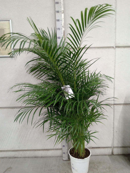 <h4>Dypsis lutescens   ...Chrysalidoca</h4>