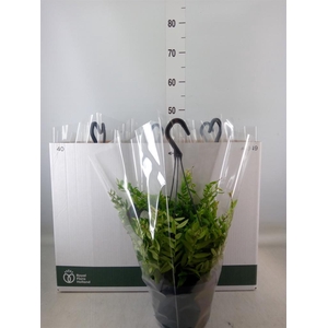 Aeschynanthus  'Japhrolepis'