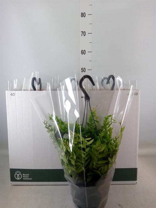 <h4>Aeschynanthus 'Japhrolepis'</h4>