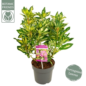 Rhododendron 'Blattgold' ®