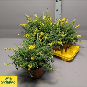 GENISTA X SP