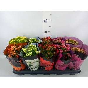 Kalanchoe blos.   ..rosebud rs fl 5
