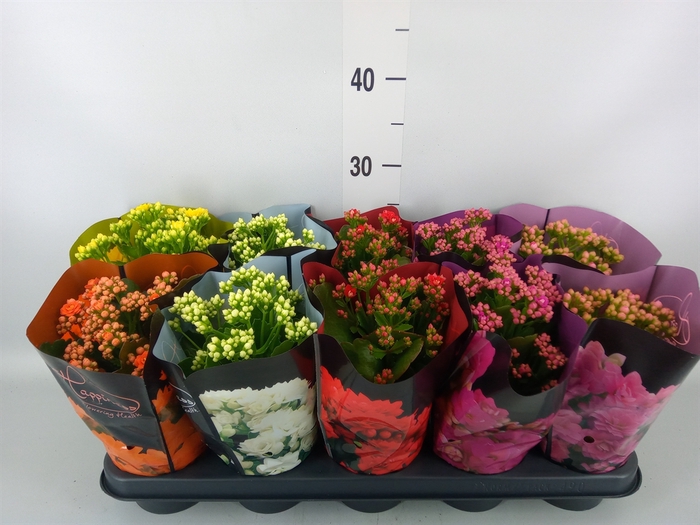 <h4>Kalanchoe blos.   ..rosebud rs fl 5</h4>