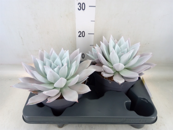 <h4>Echeveria  'Mexican Giant'</h4>