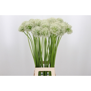 Allium Mount Everest