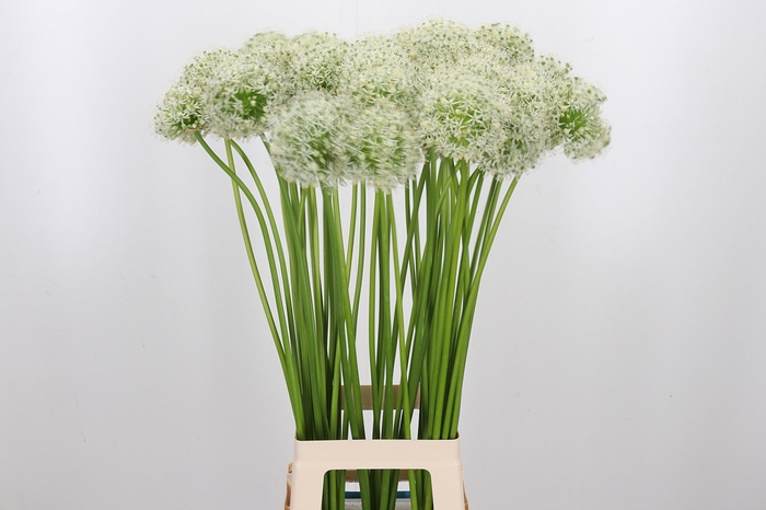 <h4>Allium Mount Everest</h4>