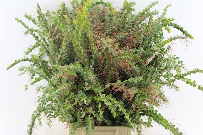 <h4>Acacia St. Elena</h4>