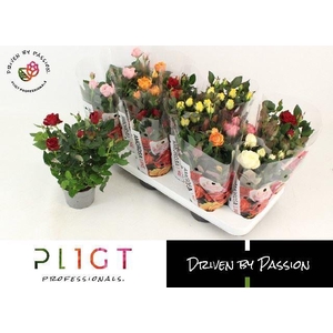 Rosa Amorosa gemengd