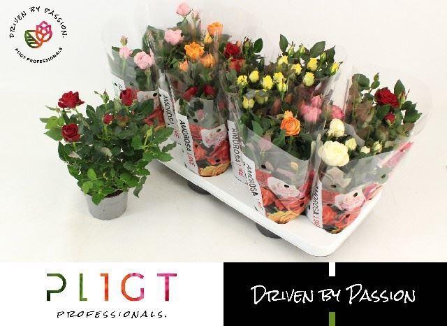 <h4>Rosa Amorosa gemengd</h4>