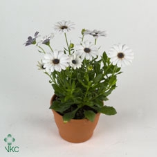 Osteospermum  'Passion White'