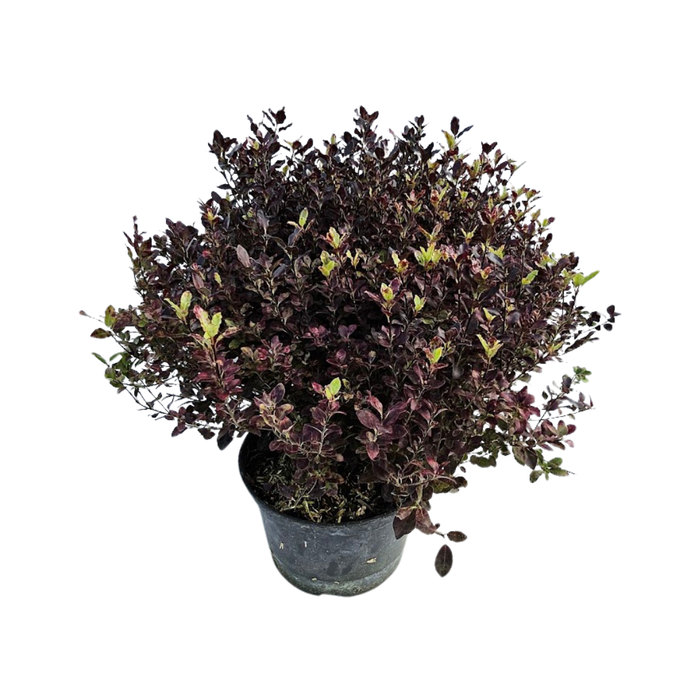 <h4>Pittosporum tenuifolium</h4>