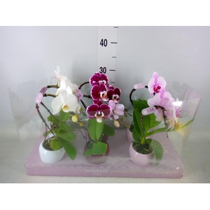 Phalaenopsis   ...