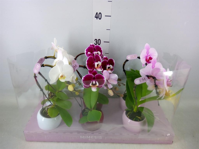 <h4>Phalaenopsis   ...</h4>