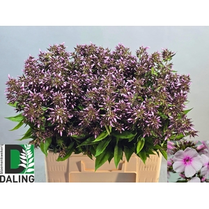 PHLOX P BRI EYES