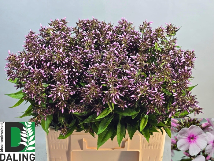 <h4>PHLOX P BRI EYES</h4>