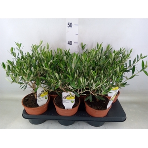 Olea europaea