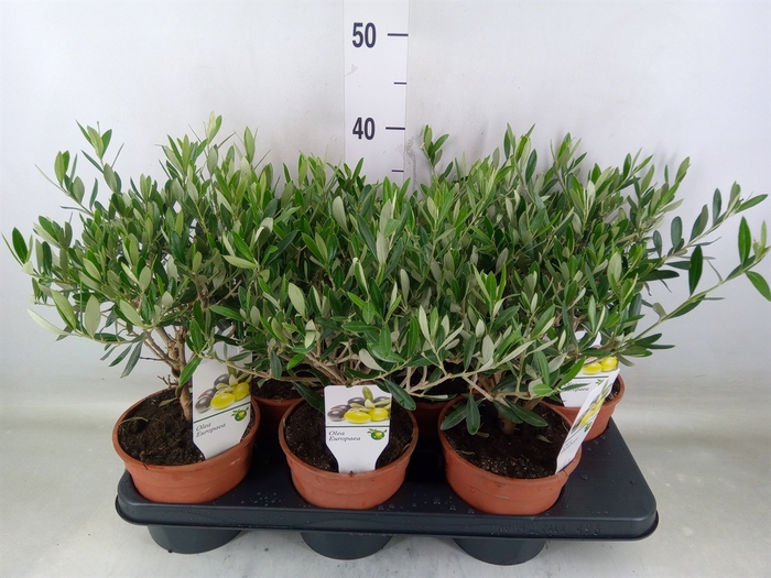 <h4>Olea europaea</h4>