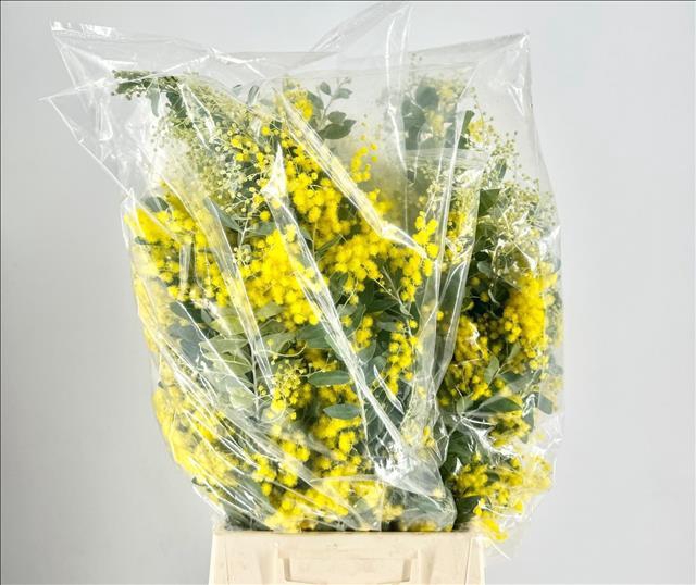 <h4>Mimosa Denis Boden Flowering Bag</h4>
