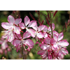 Gaura lindheimeri overig