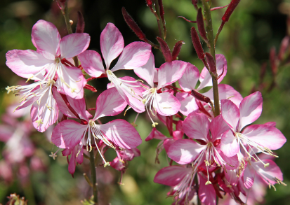 Gaura lindheimeri overig
