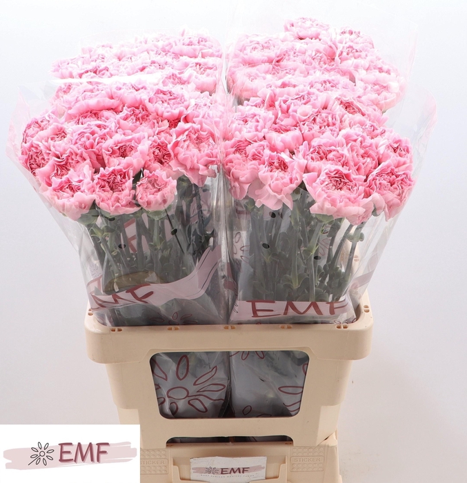 <h4>DI ST JULIA</h4>